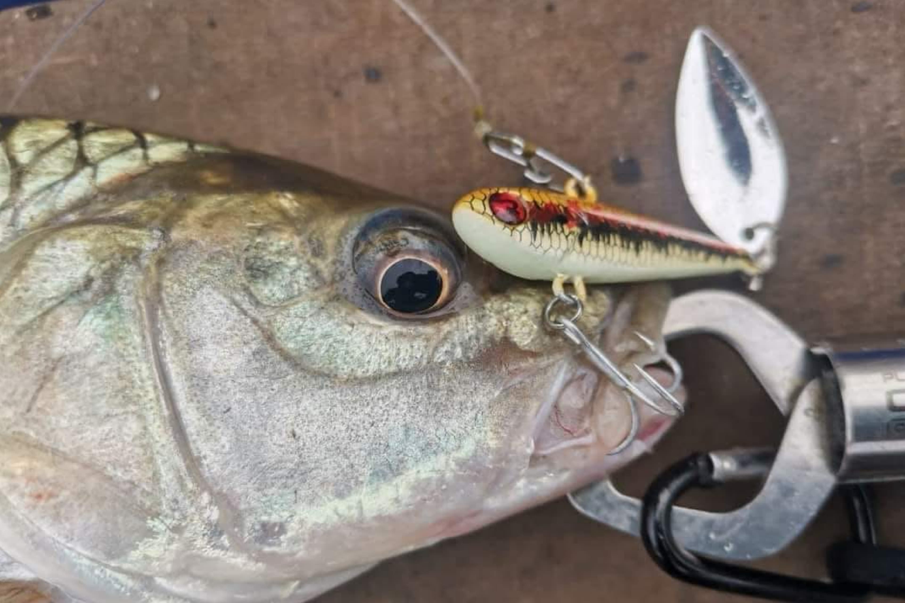 Lure